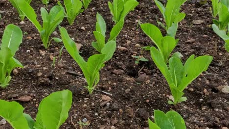 a detailed view of young lettuce plants growing in rich soil, showcasing vibrant green leaves.