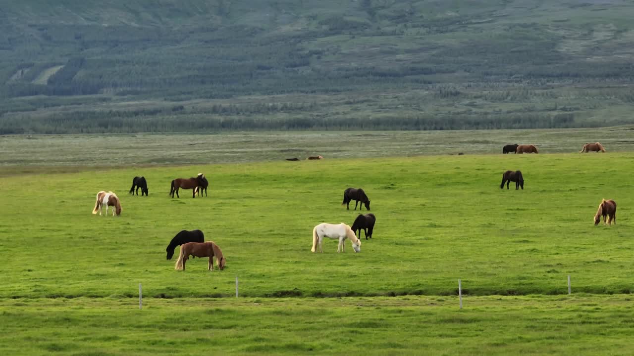 una escena tranquila de caballos islandeses pastando en vibrantes campos verdes con colinas y montañas lejanas en la zona rural de islandia.