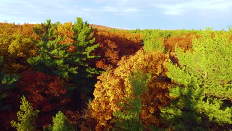 soaring bird pov on sunset-kissed autumn forest, pine and red leaves glow