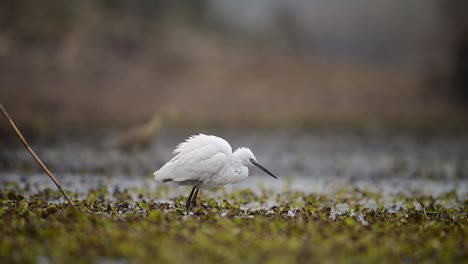 little egret fishing in wetland