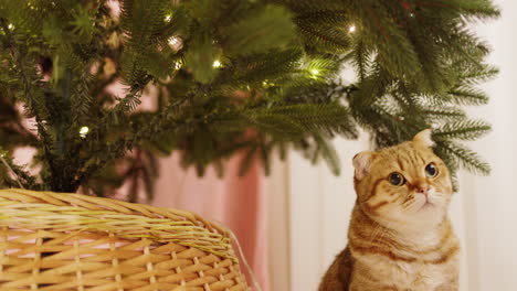 un lindo gato rojo junto al árbol de navidad