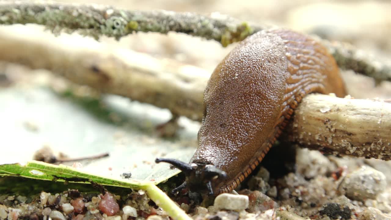 Close-up of a Brown Slug Crawling on the Ground