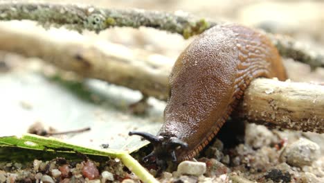 close-up of a brown slug crawling on the ground