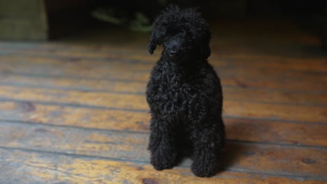 black poodle standing on wooden floor