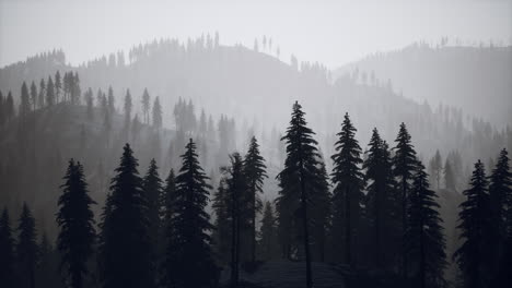 misty fog in pine forest on mountain slopes