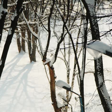 Bäume-Im-Park-Mit-Dickem-Schnee-Bedeckt