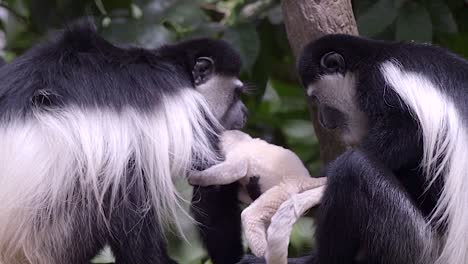 imágenes raras de un mono colobo blanco y negro recién nacido y su familia que está comiendo en el bosque