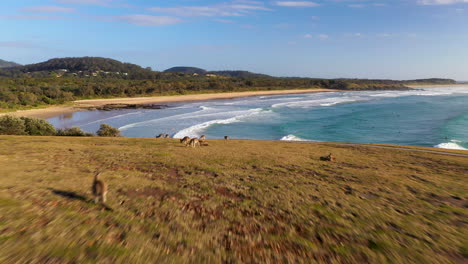 kangaroos on a cliff at coffs harbour, aerial or drone shot