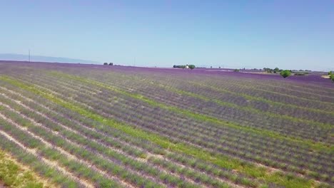 Beautiful-purple-lavender-fields-of-in-the-countryside-of-Provence,-France