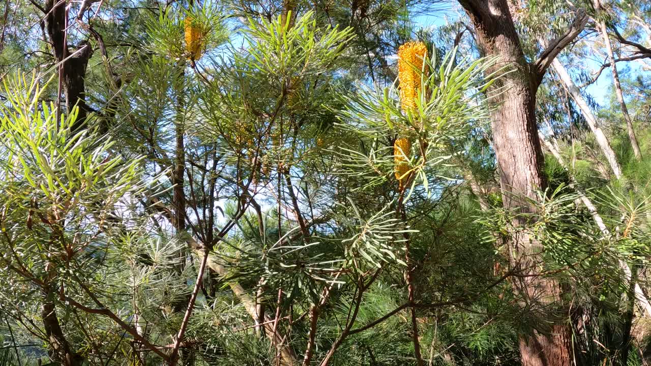 lapso de tiempo de los pinos a través del cambio de luz