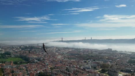 close view of seagulls in fabulous bloody sunny time over tagus river over 25th april bridge lisbon