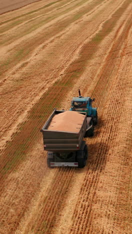 tractor loaded with freshly-gathered wheat riding along the mowed field. machine working on ripe plantation. top view. vertical video
