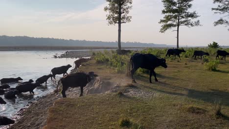 a herd of water buffalo coming out of a river as they return from grazing in the late afternoon light
