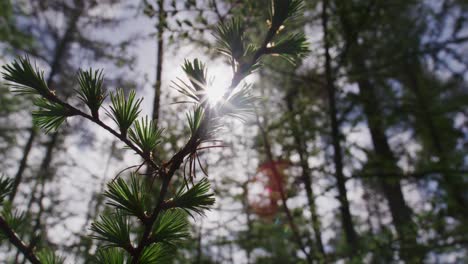 sunlight through forest branches