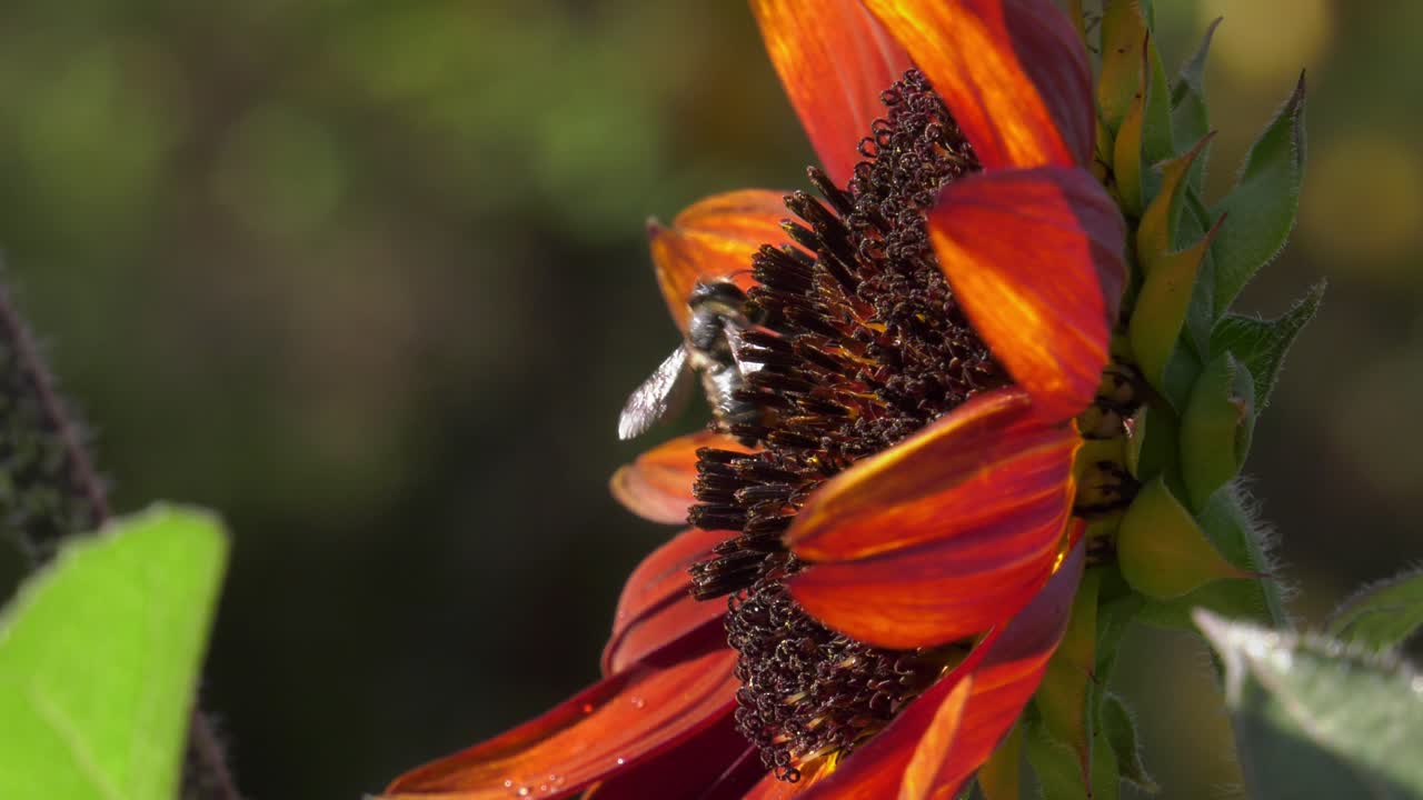 Close-up honeybee landing on red sunflower, slowmo nature, flying insects