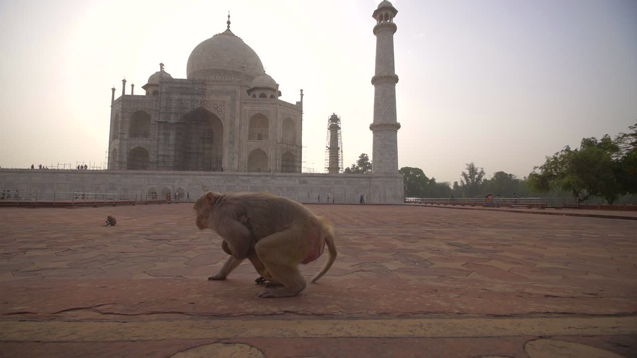 madre y mono bebé junto al taj mahal