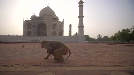 mother and baby monkey by the taj mahal