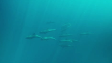 Family-of-toothed-pilot-whales-swimming-in-the-open-ocean