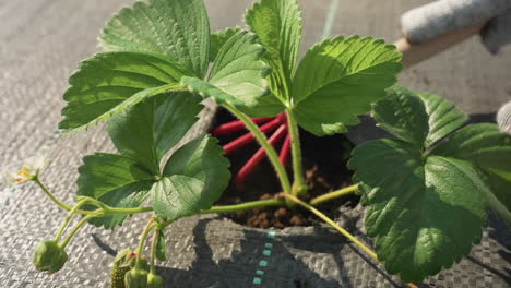 closeup gloved hand of gardener prunes soil around strawberry plant on woven fabric, removing weeds and loosening earth near green leaves and buds under bright sun