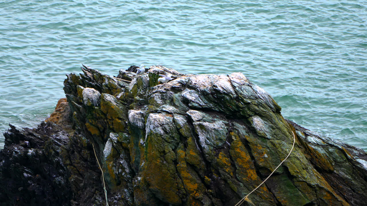 Seabirds glide over the cliffs of Howth Peninsula, with waves crashing against the rocky shore below. A stunning coastal view showcasing Ireland’s wild landscape, ideal for travel content