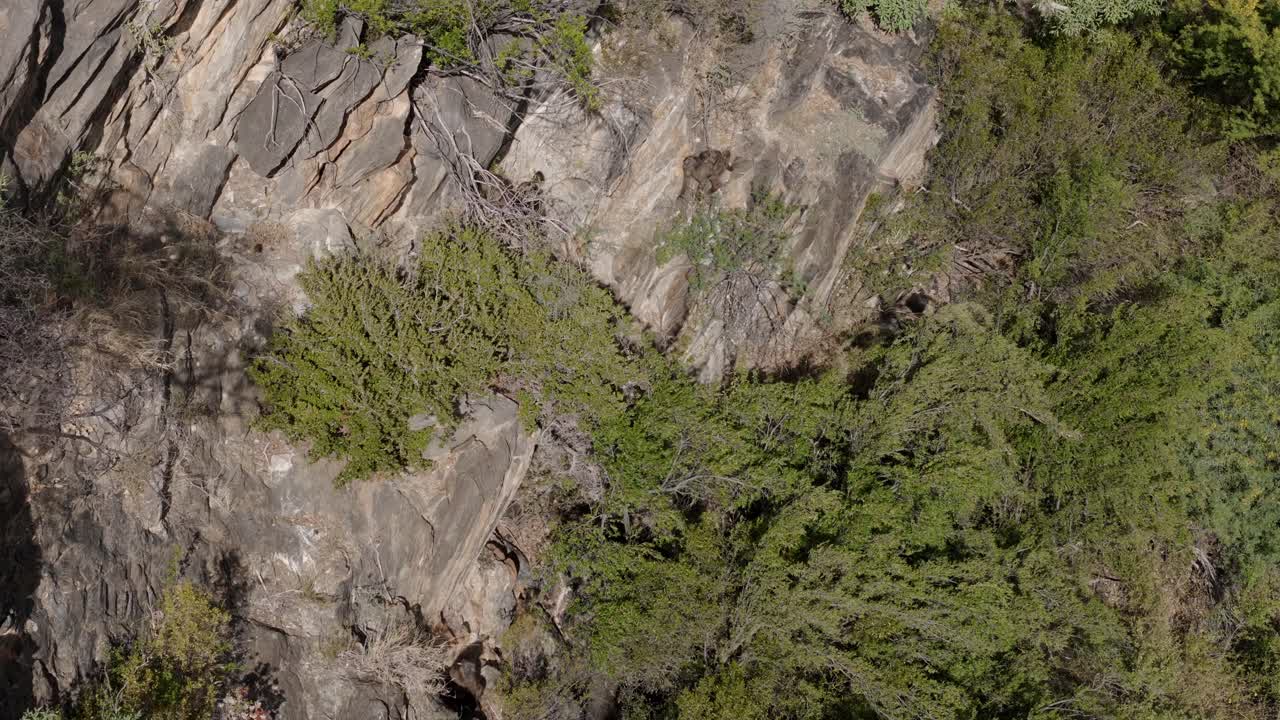 Aerial view of baboons descending a rugged mountain face in the Klein Karoo, Western Cape, South Africa. The drone captures the troop, with trees and baby baboons moving through the rocky terrain