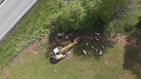 several sheeps taking shelter from the sun beside a excavator