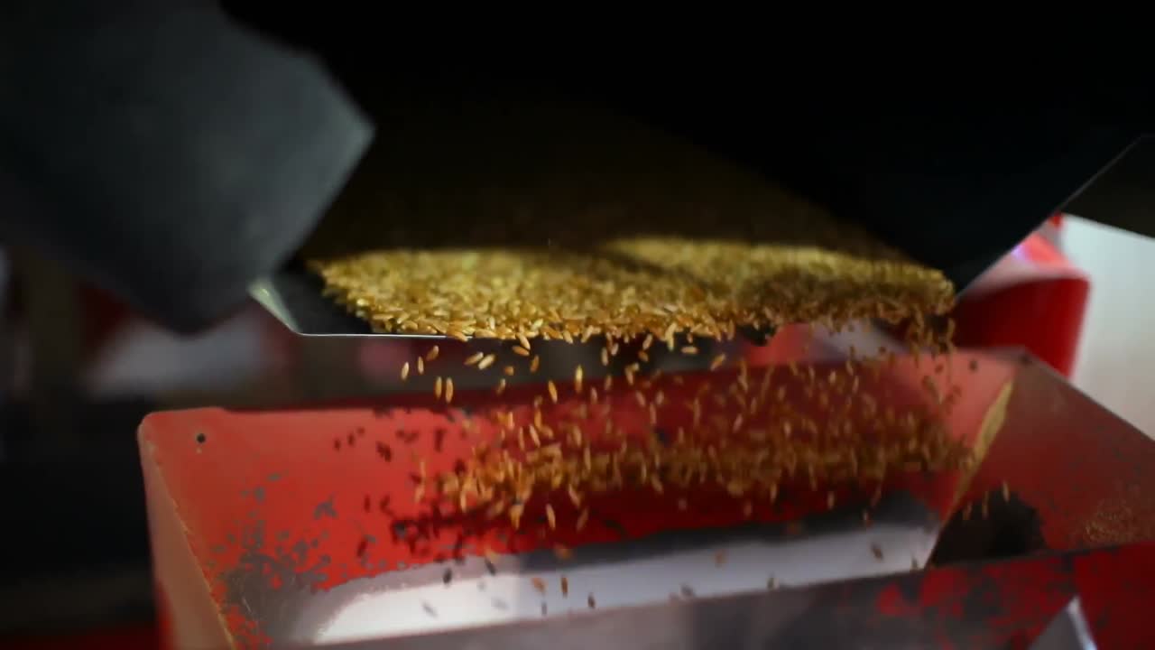 Wheat threshing in factory 4k