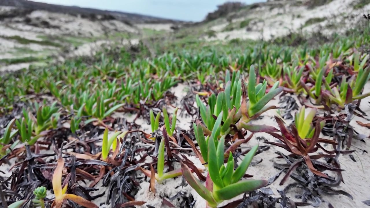 Paisagens de Dunas Arenosas em Portugal com Vegetação Costeira Nativa e Invasora
