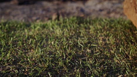 A-roll-of-live,-ready-to-plant-lawn-rolls-towards-the-camera