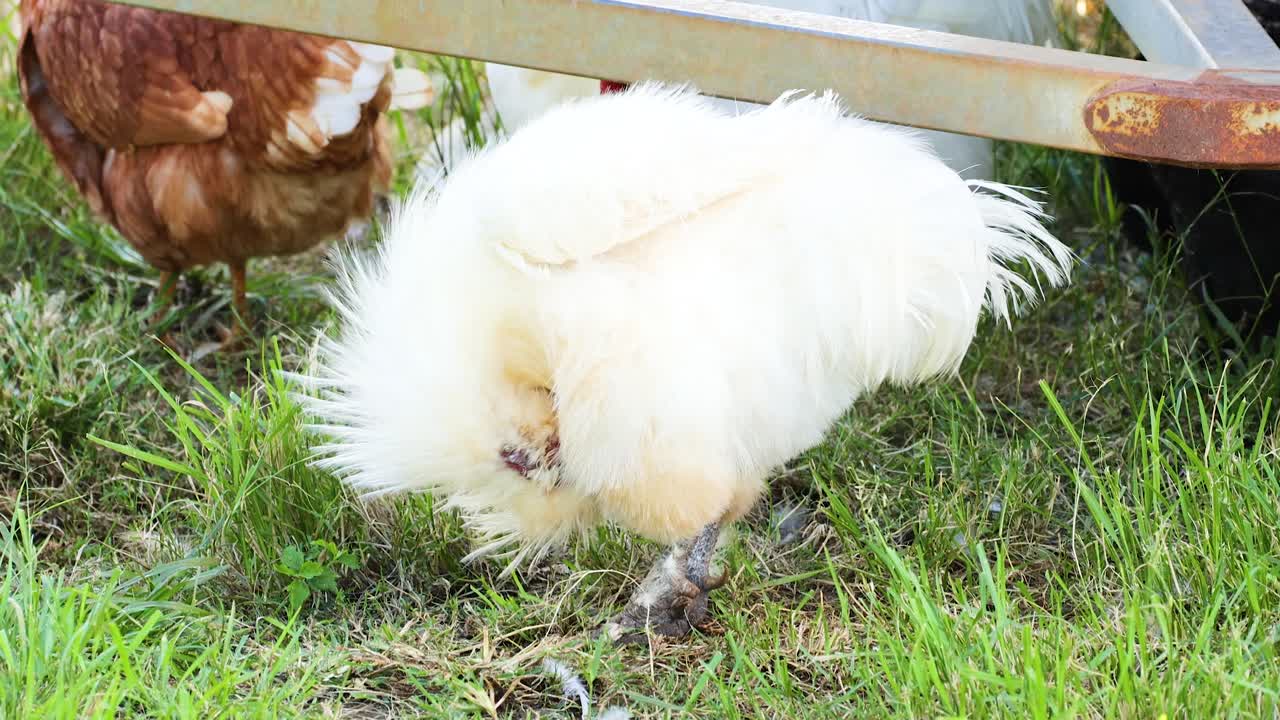 Silkie and brown chickens pecking grass in a sunny Byron Bay farmyard. Natural lighting highlights their fluffy feathers and vibrant surroundings