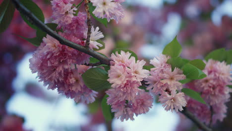 Colourful-tree-flowers-blooming-against-blue-sky-in-closeup.-Sakura-blossoming.