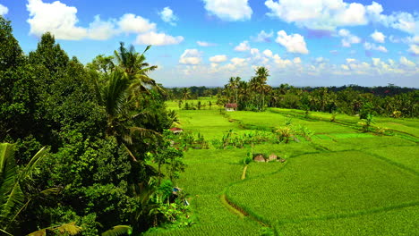 rice plantation fields next to jungle below blue sky, ubud, bali