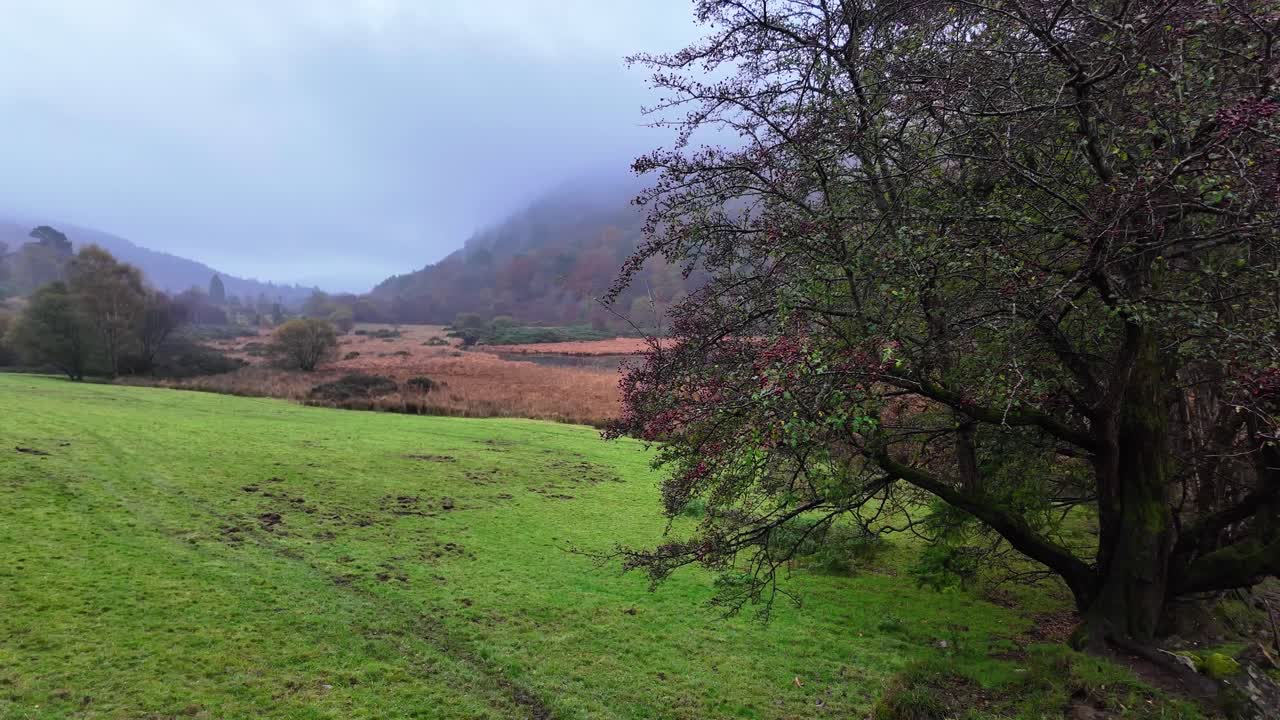 아일랜드의 서사시적인 장소: 아일랜드의 겨울 풍경, 아침 일찍 숲 위의 안개, 위클로우, 아일랜드