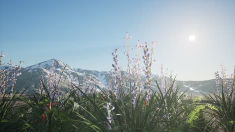 Campo-De-Lavanda-Con-Cielo-Azul-Y-Cubierta-Montañosa-Con-Nieve