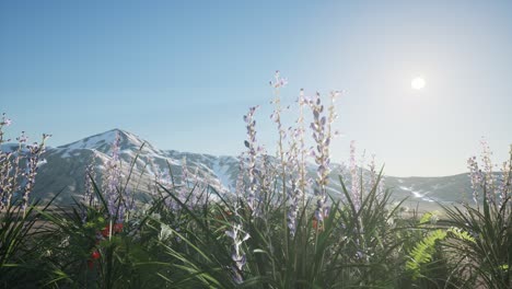 lavender field with blue sky and mountain cover with snow