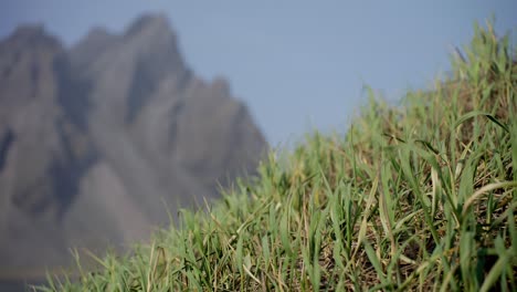 hierba en una colina soplada por el viento con el magnífico monte vestrahorn en la distancia en la costa islandesa