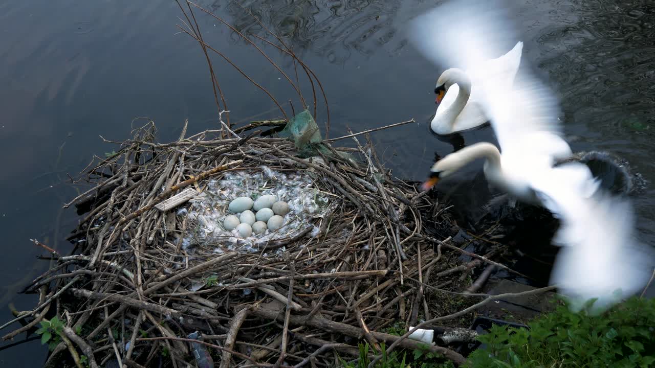 White breeding swans protecting nest of eggs on wildlife lake