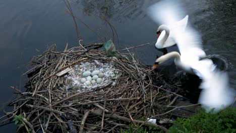 white breeding swans protecting nest of eggs on wildlife lake
