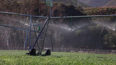 irrigation pivot watering green crop rolls slowly across sunny field