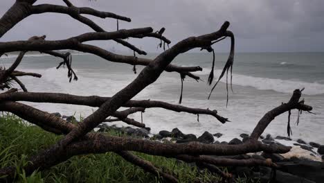 burleigh heads, gold coast 02 january 2024 - rain and storms at burleigh heads with stripped palm trees on the gold coast