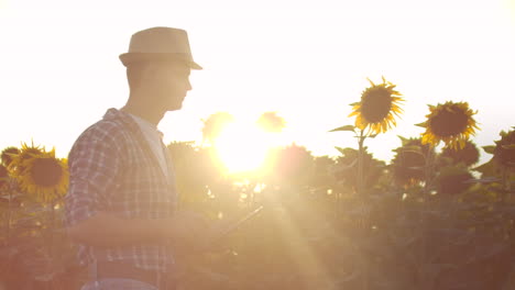 Moderner-Landwirt-Geht-Mit-Einem-Tablet-Computer-Spazieren-Und-Studiert-Sonnenblumen-Bei-Sonnenuntergang.-Führt-Aufzeichnungen-über-Den-Betrieb.-Internettechnologien-Und-Anwendungen-Der-Bewässerungssteuerung-Und-Pflanzenkontrolle.-PH-Staaten.