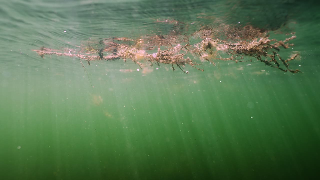 수중 식물에 대한 수중 빛