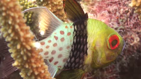 pajama-cardinalfish-hidden-in-a-staghorn-coral-during-day,-close-up-shot