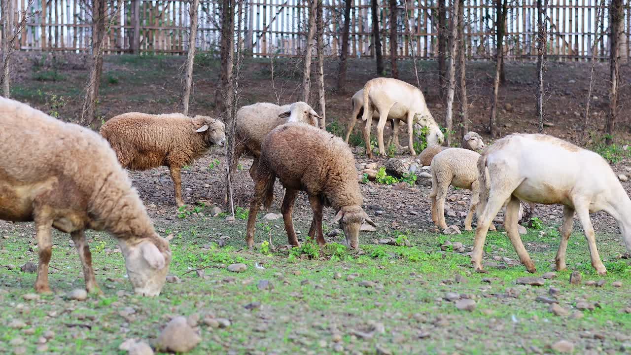장난스러운 양이 들판에서 성인 양들을 둘러싸고 뛰어다닙니다.