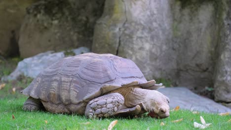 a gopher tortoise, a terrestrial reptile, is seen crawling on the grass near a rock in the landscape, contributing to the event of wildlife encounrter amidst groundcover