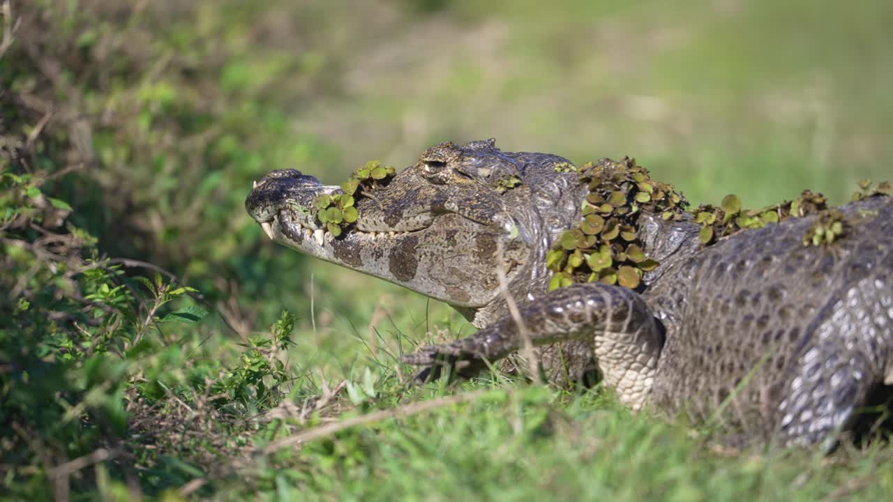 Yacare caiman covered in floating plants rests on grassy ground under sun, slowly lifting paw, Ibera National Park, Corrientes, Argentina
