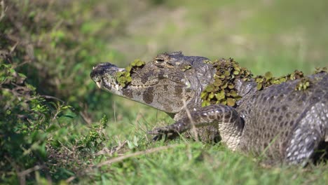 yacare caiman covered in floating plants rests on grassy ground under sun, slowly lifting paw, ibera national park, corrientes, argentina
