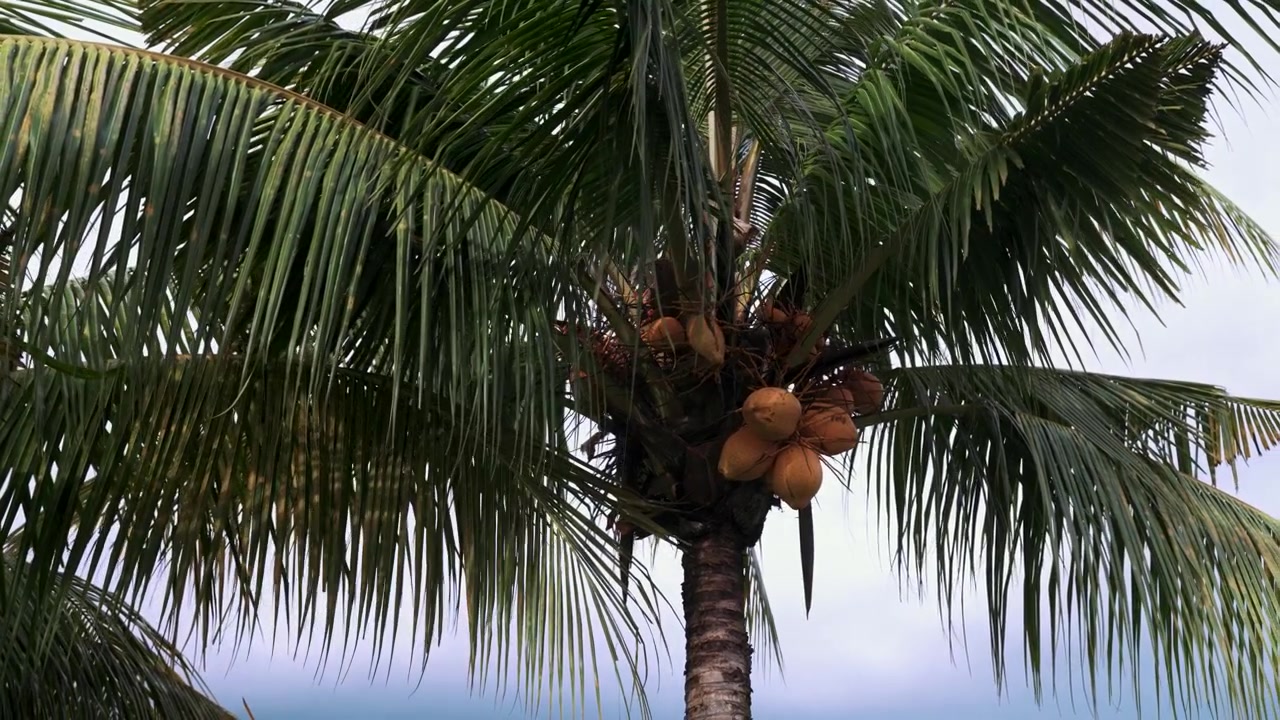 Coconut Palm Tree Swaying in the Tropical Breeze