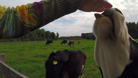 petting a calf, which starts licking hand. netherlands