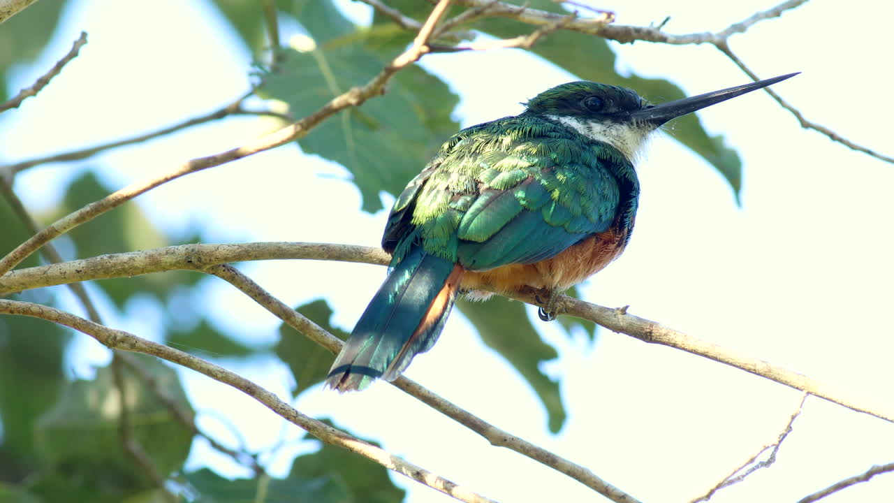 열대 우림 정글에서 먹이를 찾는 활발한 이국적인 루프 리 자카마르 새 2